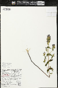 Gentianella quinquefolia image