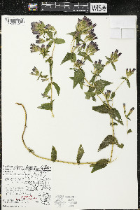 Gentianella quinquefolia image