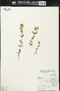 Gentianella quinquefolia image