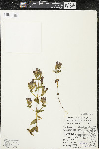 Gentianella quinquefolia image