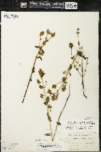 Gentianella quinquefolia image