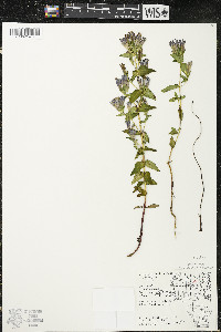 Gentianella quinquefolia image