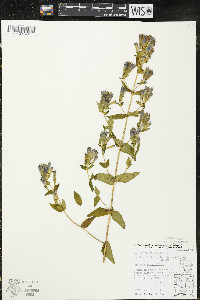 Gentianella quinquefolia image