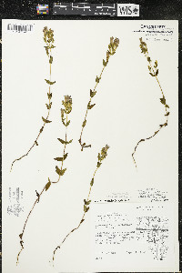 Gentianella quinquefolia image