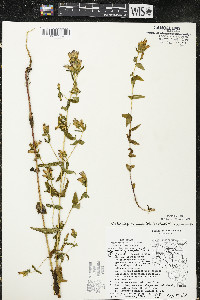 Gentianella quinquefolia image