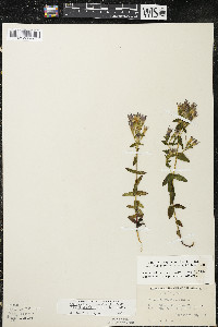 Gentianella quinquefolia image