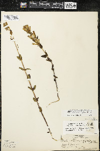 Gentianella quinquefolia image