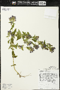 Gentianella quinquefolia image