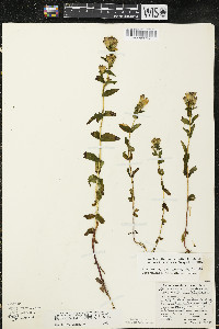 Gentianella quinquefolia image