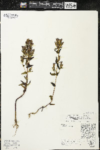 Gentianella quinquefolia image