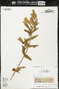 Gentianopsis crinita image