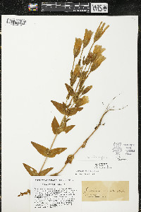 Gentianopsis crinita image