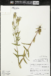 Gentianopsis crinita image