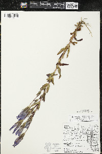 Gentianopsis crinita image