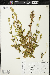 Gentianopsis crinita image