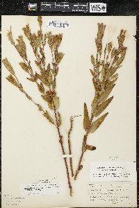 Gentianopsis crinita image