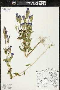 Gentianopsis crinita image