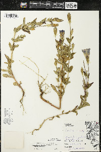 Gentianopsis crinita image