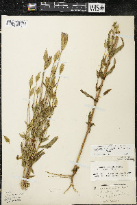 Gentianopsis crinita image