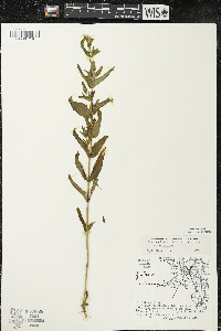 Gentianopsis crinita image