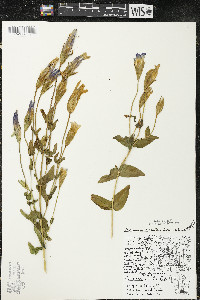 Gentianopsis crinita image