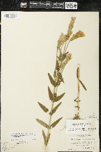 Gentianopsis crinita image