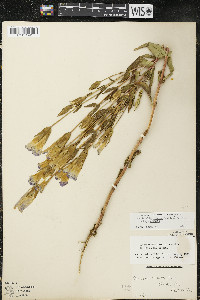 Gentianopsis crinita image