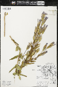 Gentianopsis crinita image