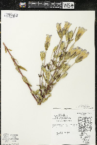 Gentianopsis crinita image