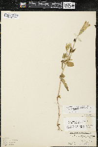 Gentianopsis crinita image