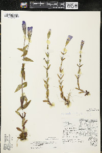 Gentianopsis crinita image