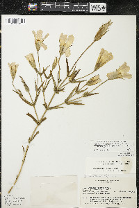 Gentianopsis virgata image