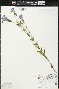 Gentianopsis crinita image