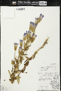 Gentianopsis crinita image