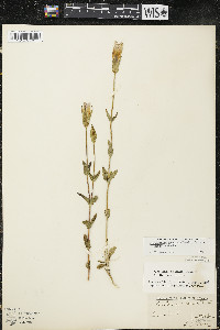 Gentianopsis crinita image