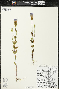 Gentianopsis crinita image