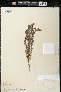 Comandra umbellata subsp. umbellata image