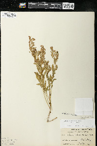 Comandra umbellata subsp. umbellata image