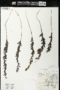 Comandra umbellata subsp. umbellata image