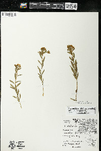 Comandra umbellata subsp. umbellata image