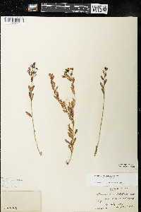 Comandra umbellata subsp. umbellata image