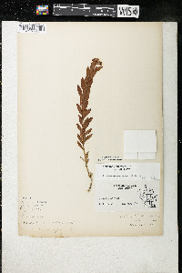 Comandra umbellata subsp. umbellata image