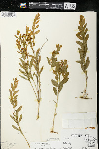 Comandra umbellata subsp. umbellata image