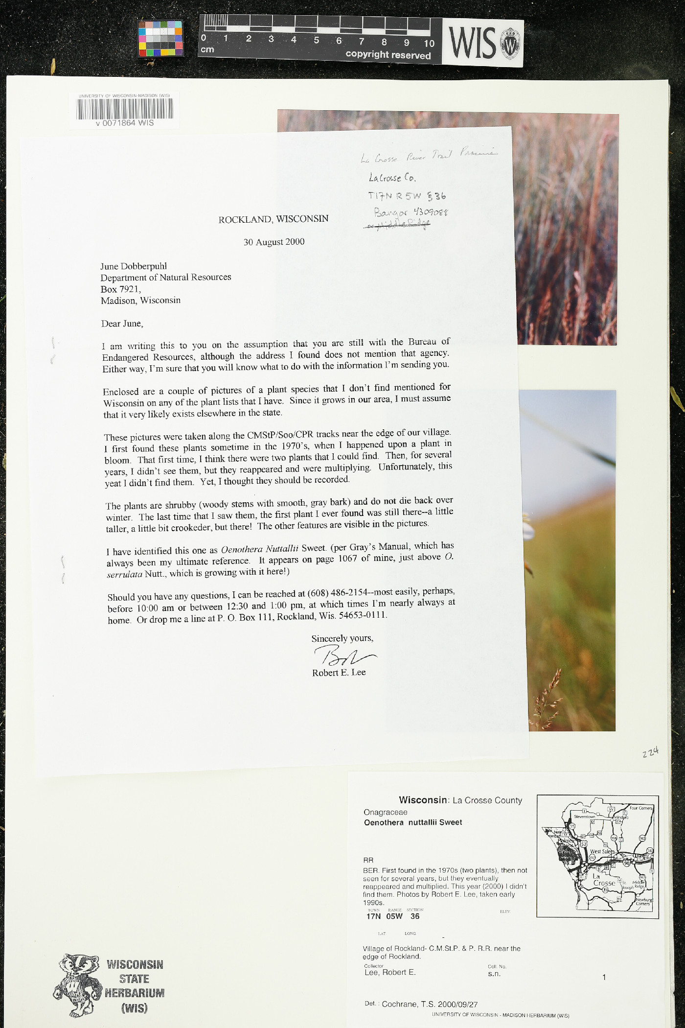 Oenothera nuttallii image
