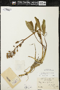 Menyanthes trifoliata image