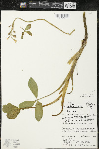Menyanthes trifoliata image
