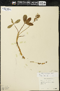Menyanthes trifoliata image