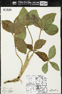 Menyanthes trifoliata image