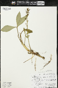 Menyanthes trifoliata image