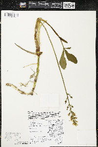 Menyanthes trifoliata image